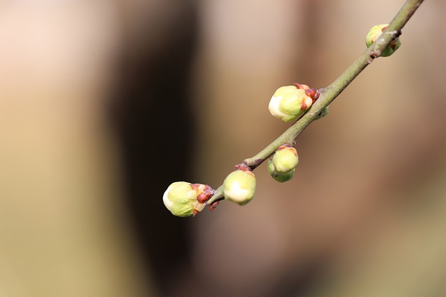 大自然 绽放 春节 - 上的免费照片