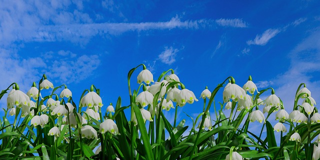 自然 春天 马岑贝歇尔 - 上的免费照片