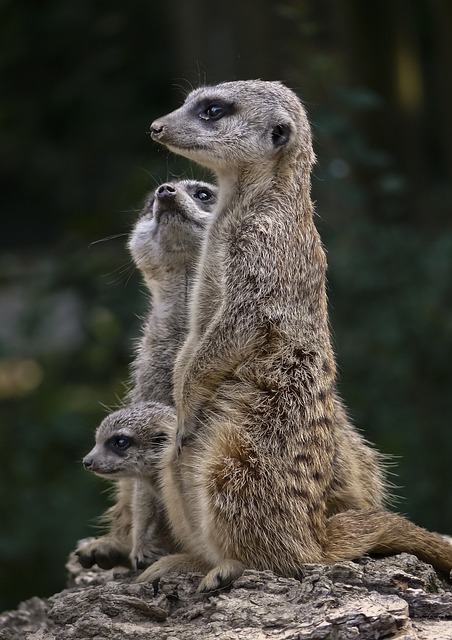 动物区系 Suricate 猫鼬 - 上的免费照片