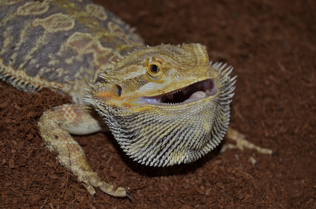 Reptilia 蜥蜴 自然 - 上的免费照片