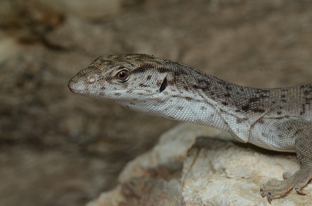 Reptilia 蜥蜴 野生动物 - 上的免费照片
