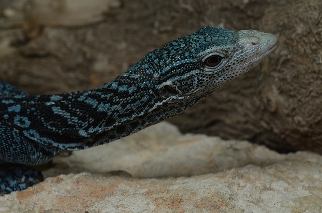 Reptilia 自然 动物界 - 上的免费照片