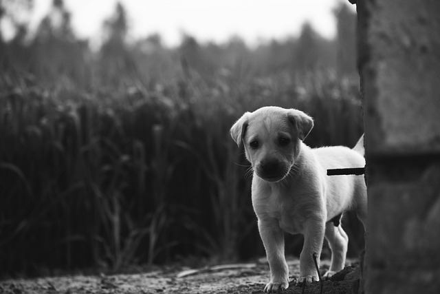 狗 犬类 哺乳动物 - 上的免费照片