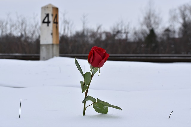 在雪中红色的玫瑰 永恒的爱情符号 铁路 - 上的免费照片