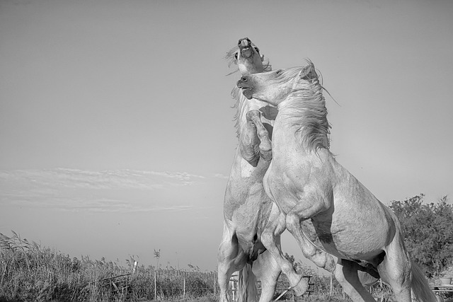 骑兵 哺乳动物 马 - 上的免费照片