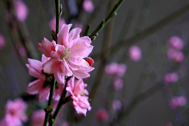 桃花 桃 春天的花朵 - 上的免费照片