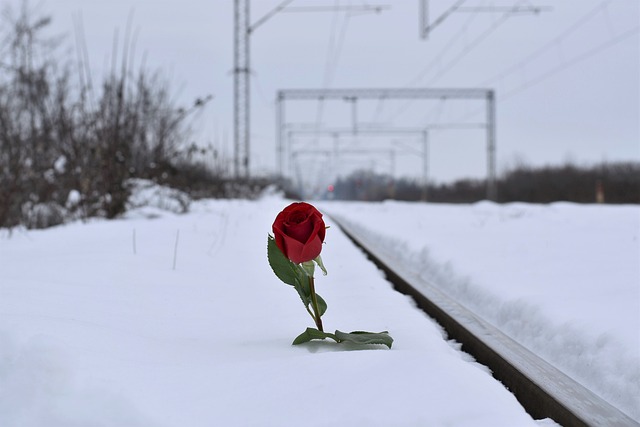在雪中红色的玫瑰 爱的象征 铁路 - 上的免费照片