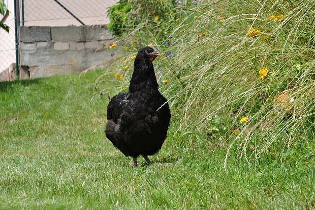 泽西岛的巨头 母鸡 鸡 - 上的免费照片