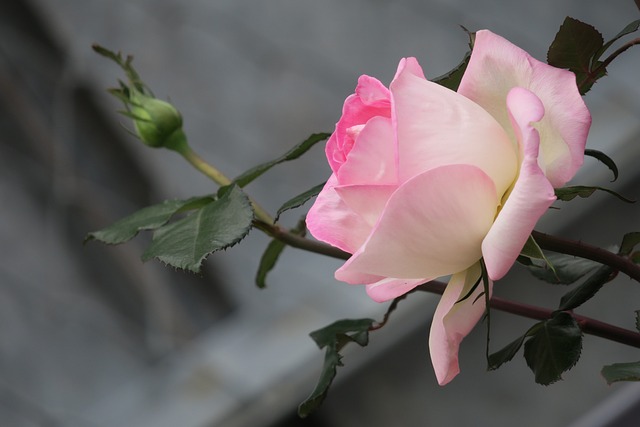 香港 玫瑰 盛開 - 上的免费照片