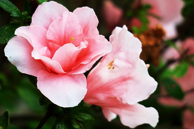 杜鵑 粉紅色 花 - 上的免费照片