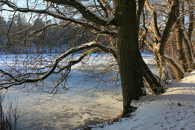 Wintersee 高野生动物公园Rheinboellen 洪斯吕克 - 上的免费照片