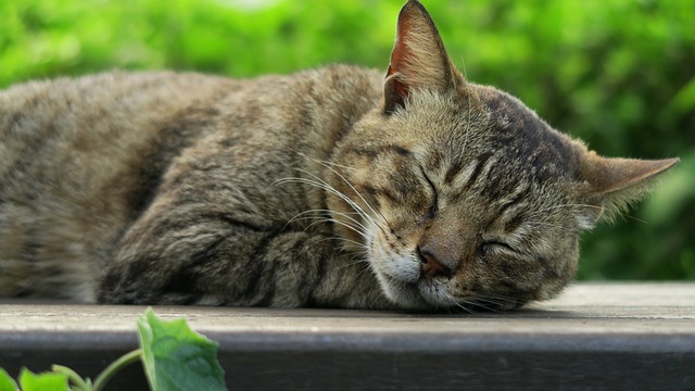 猫 动物 - 上的免费照片