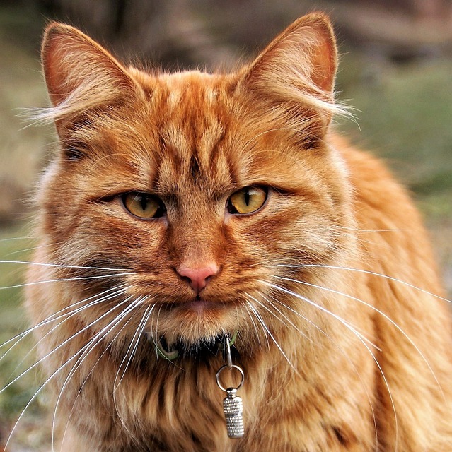 猫 微红 肖像 - 上的免费照片