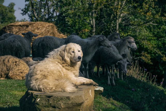 狗 牧羊人 羊群 - 上的免费照片