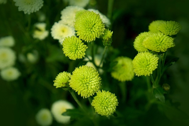 菊花 Cuc Bi 蓝色雏菊 - 上的免费照片