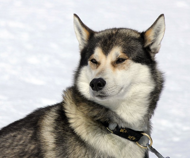 狗 沙哑 雪 - 上的免费照片