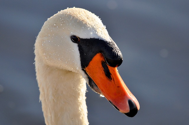 疣鼻天鹅 天鹅 动物 - 上的免费照片