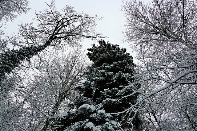 冬天 树 雪 - 上的免费照片