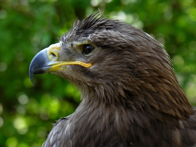 野生动物 Sas 鸟 - 上的免费照片