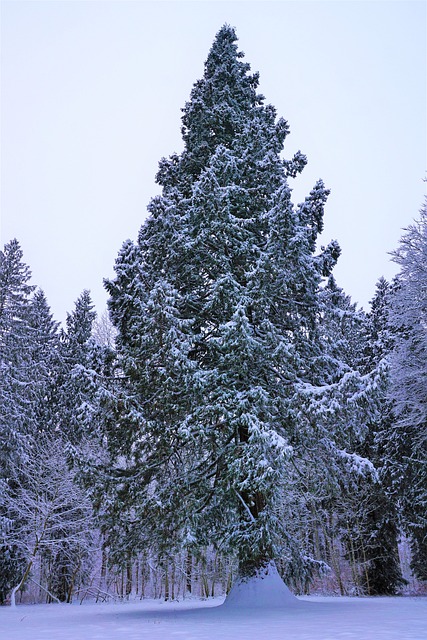 冬天 雪 树 - 上的免费照片