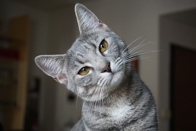 动物界 猫咪 肖像 - 上的免费照片