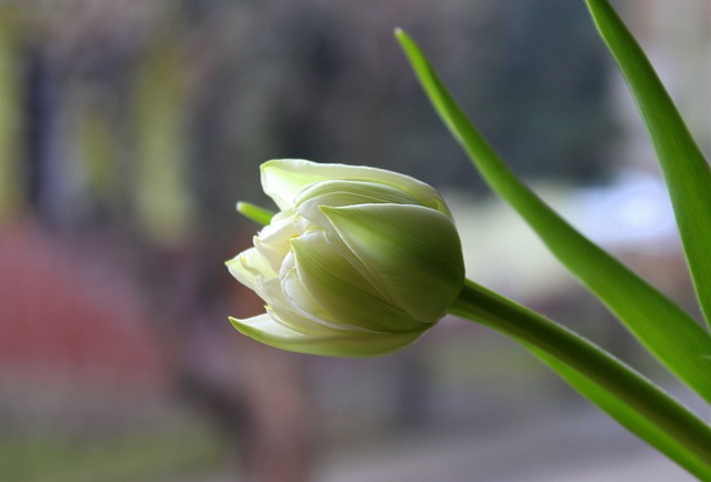 郁金香 春暖花开 性质 - 上的免费照片