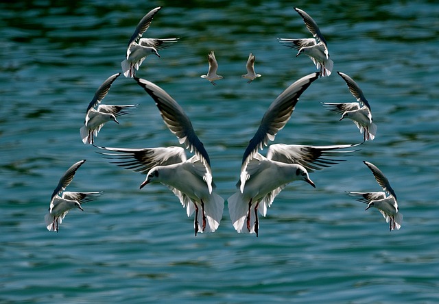鸟 舞会海鸥海滩奥莱龙岛 - 上的免费照片