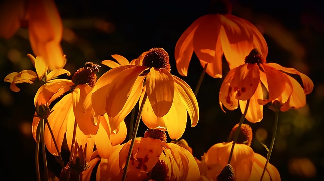 花朵 橙色的 橙色花瓣 - 上的免费照片