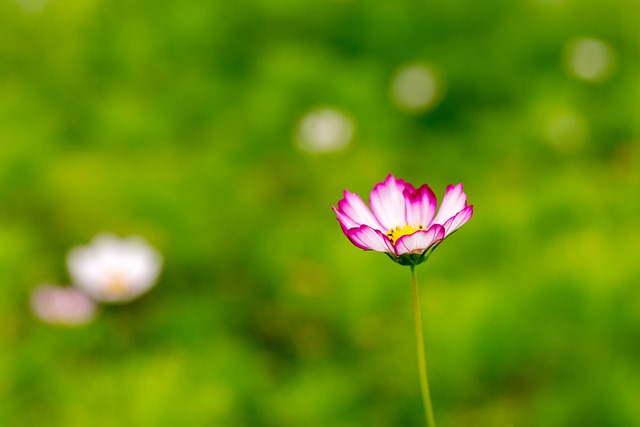 格桑花 大自然 夏季 - 上的免费照片