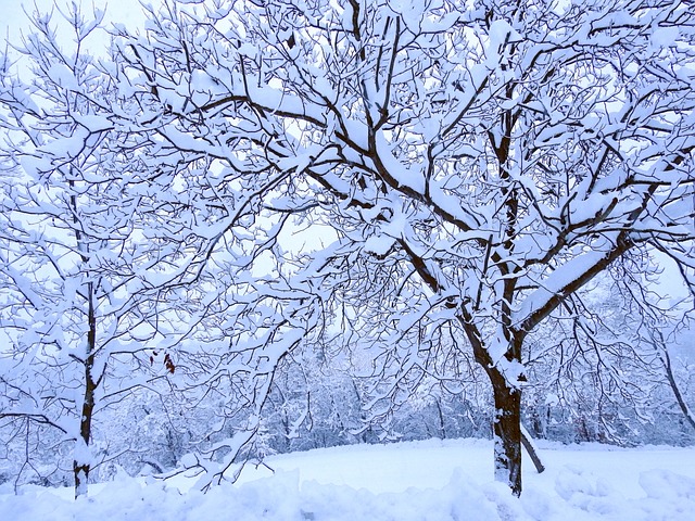 冬天 雪 克娜 - 上的免费照片