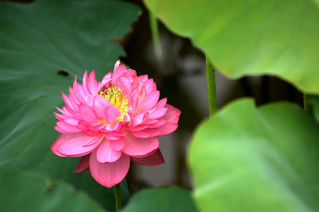 大自然 植物 叶子 - 上的免费照片