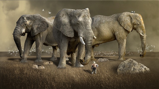 哺乳动物 大象 野生动物 - 上的免费照片