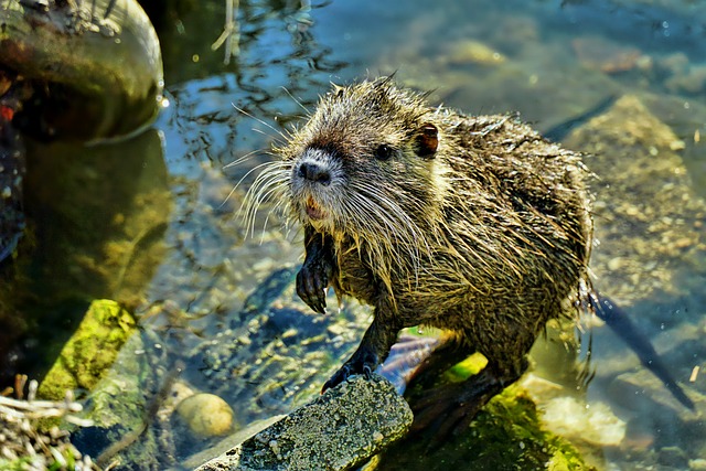 自然 水域 海狸鼠-年轻 - 上的免费照片