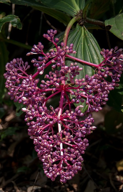 花朵 马来西亚的兰花 Medinilla Myriantha - 上的免费照片