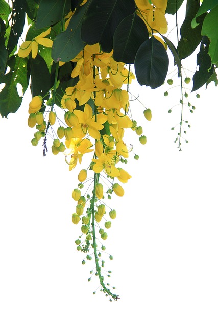 后台 叶子 植物 - 上的免费照片