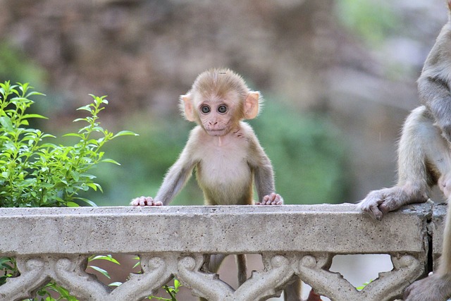 猴 动物界 可爱的 - 上的免费照片