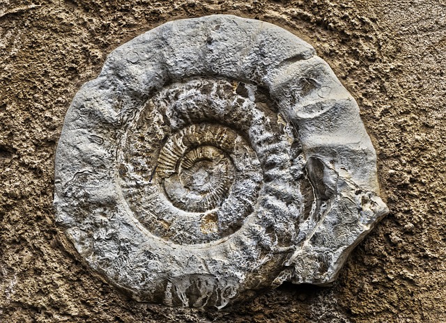 菊石 化石 石化 - 上的免费照片