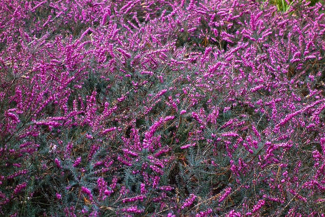 埃丽卡 花 植物 - 上的免费照片