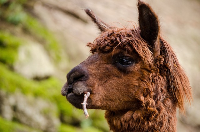 羊驼 南美洲 棕色的 - 上的免费照片
