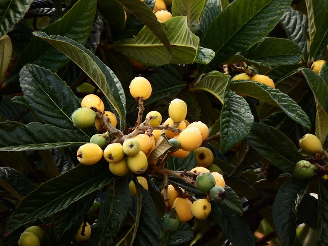 枇杷 树 水果 San Andrés - 上的免费照片