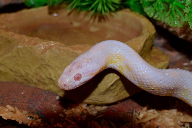蛇眼 穿山甲 玉米蛇 - 上的免费照片