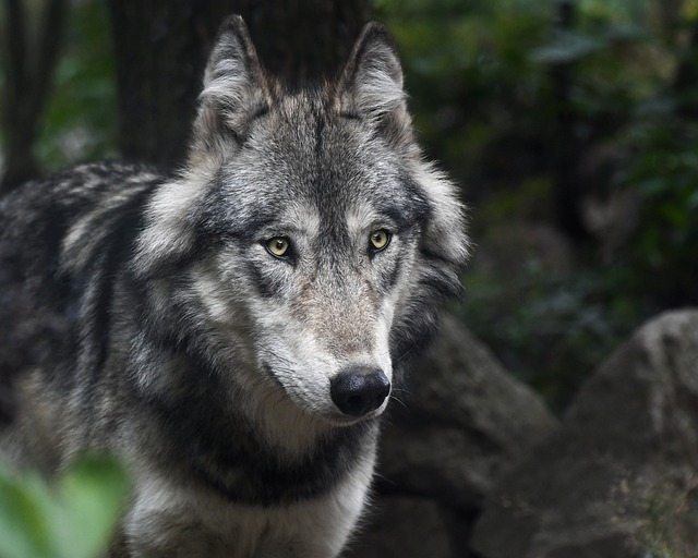 狼 捕食者 灰色 - 上的免费照片
