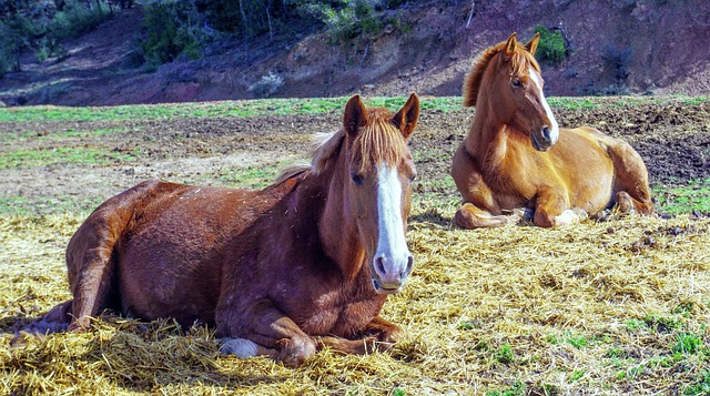 骑兵 哺乳动物 动物界 - 上的免费照片