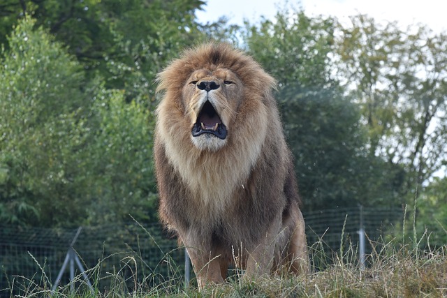 狮子 Cerza 动物园 - 上的免费照片