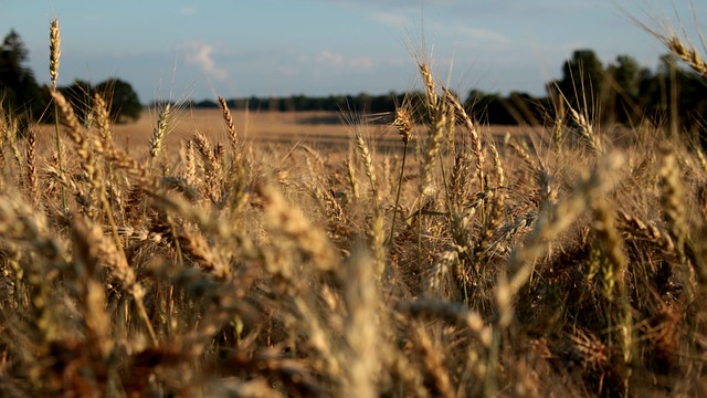 性质 小麦 Wheatfield - 上的免费照片