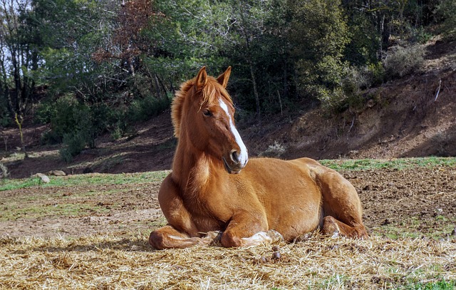 马 动物界 自然 - 上的免费照片
