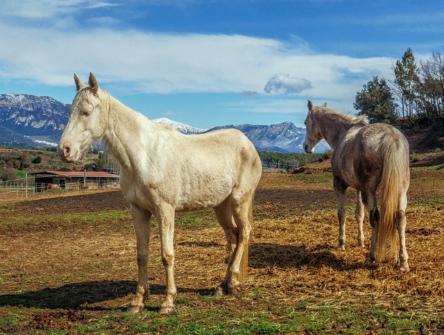 马匹 白人 哺乳动物 - 上的免费照片
