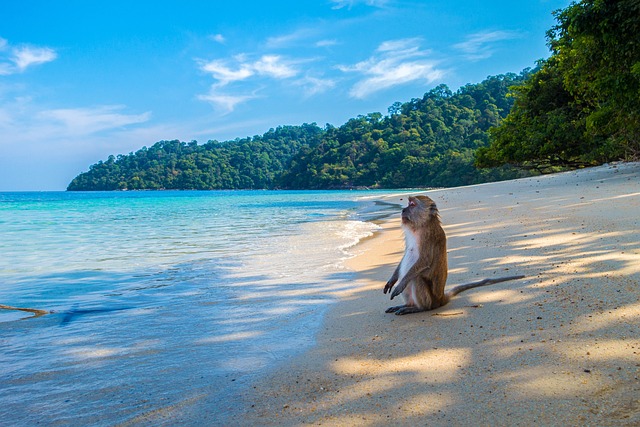 海滩 猿 野生动物 - 上的免费照片