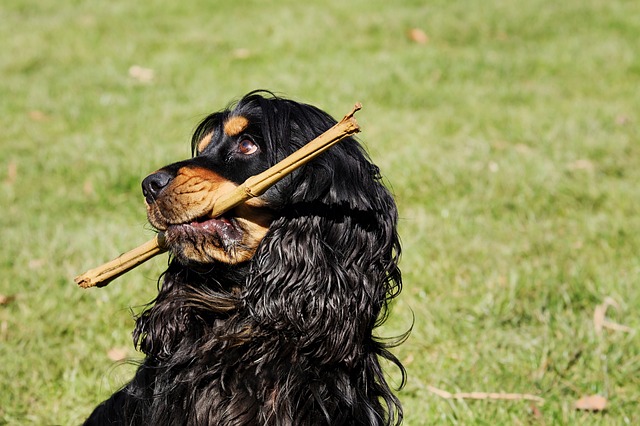 可卡猎犬 狗 戏剧 - 上的免费照片