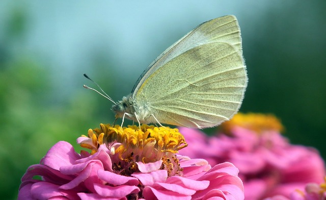 性质 蝴蝶 Bielinek - 上的免费照片